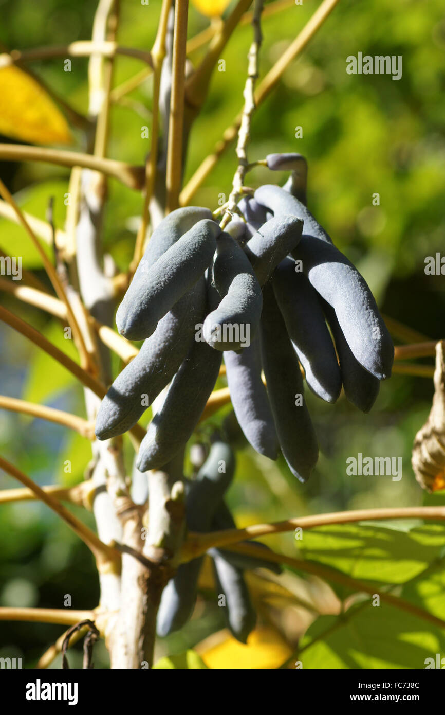 Dead mans fingers Stock Photo