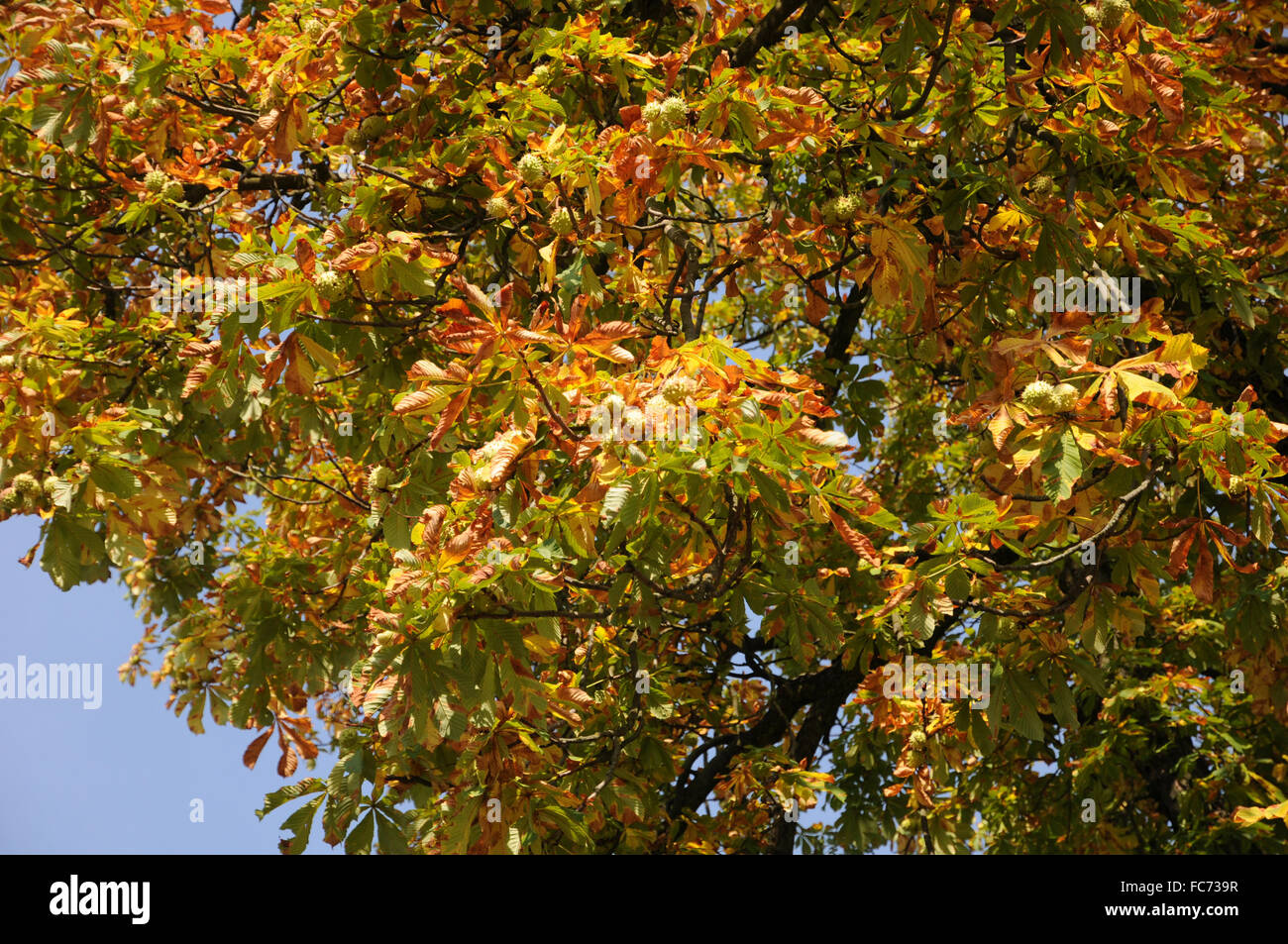 Conca Tree Conkertree hi-res stock photography and images - Alamy