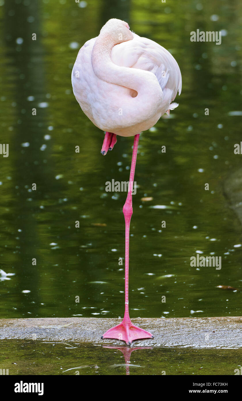 pink flamingo on one foot Stock Photo