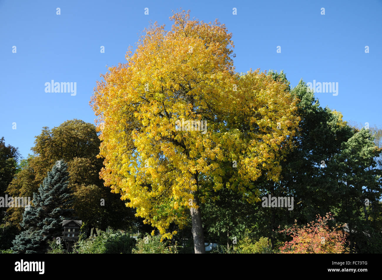 Tree color hi-res stock photography and images - Alamy