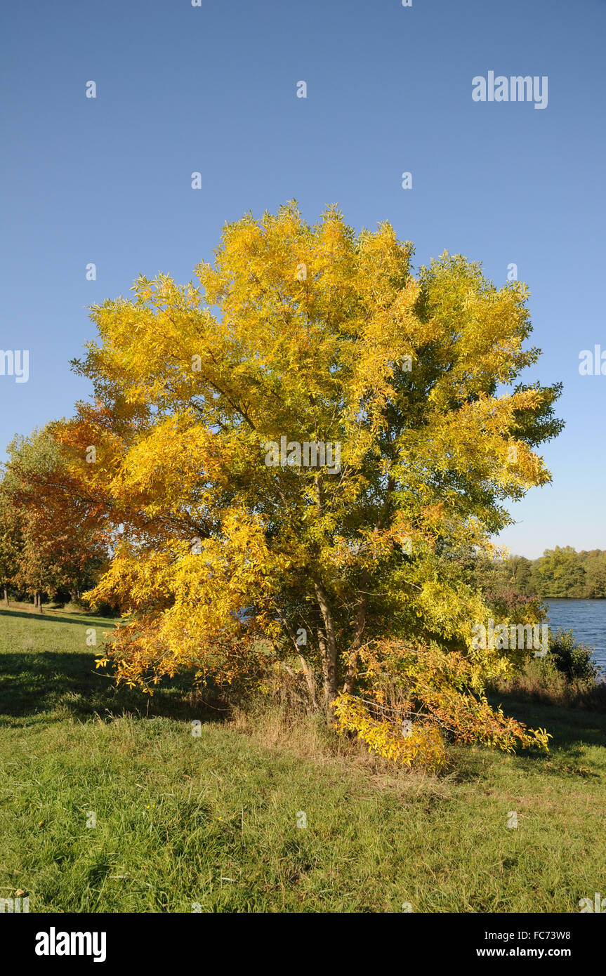 Ash tree Stock Photo Alamy