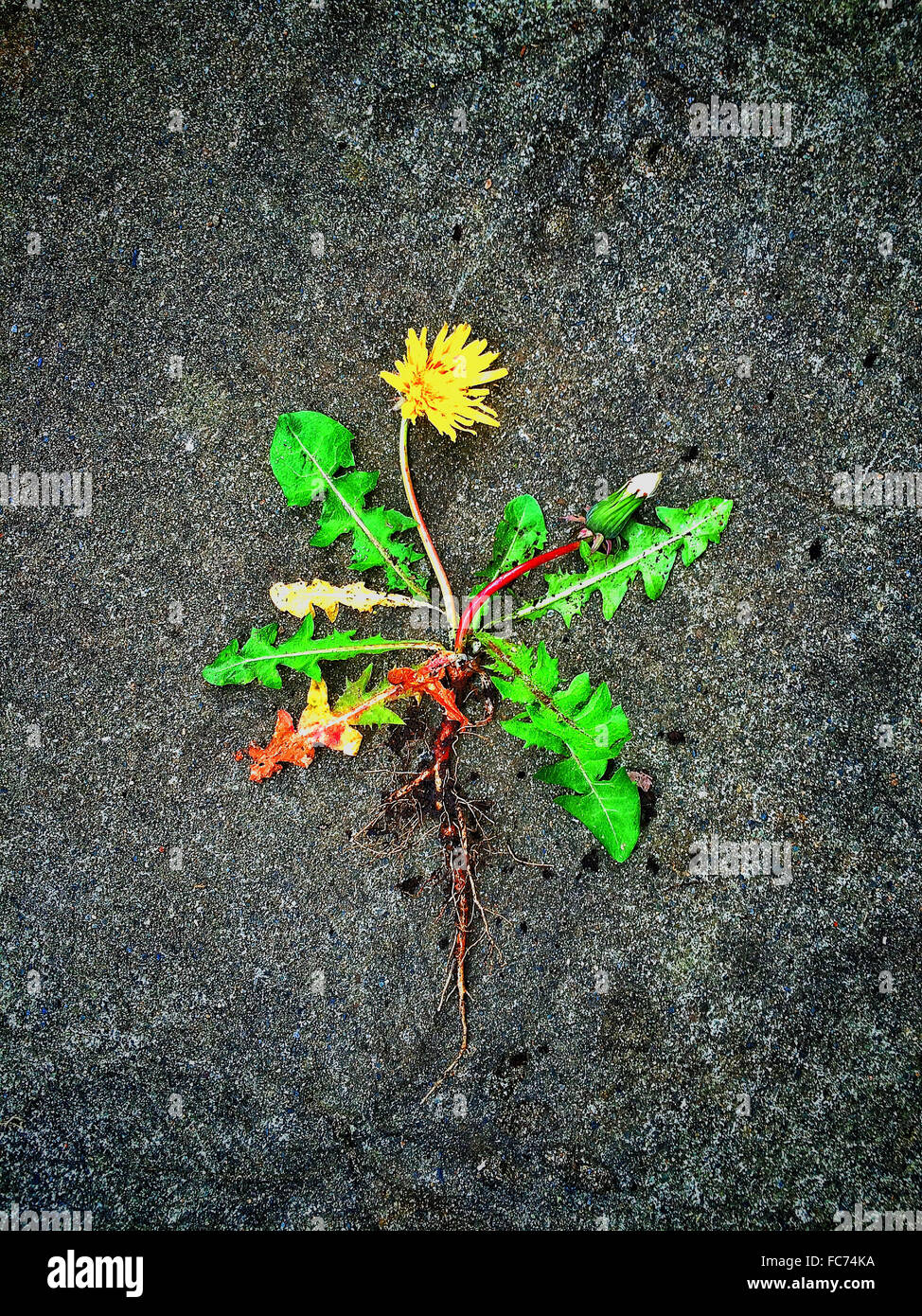 Dandelion root and leaves on concrete - Smartphone Captured Stock Image