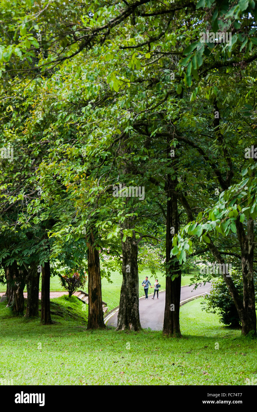 Java indonesia bogor botanical gardens hi-res stock photography and ...