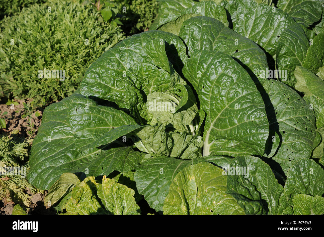 Napa cabbage Stock Photo