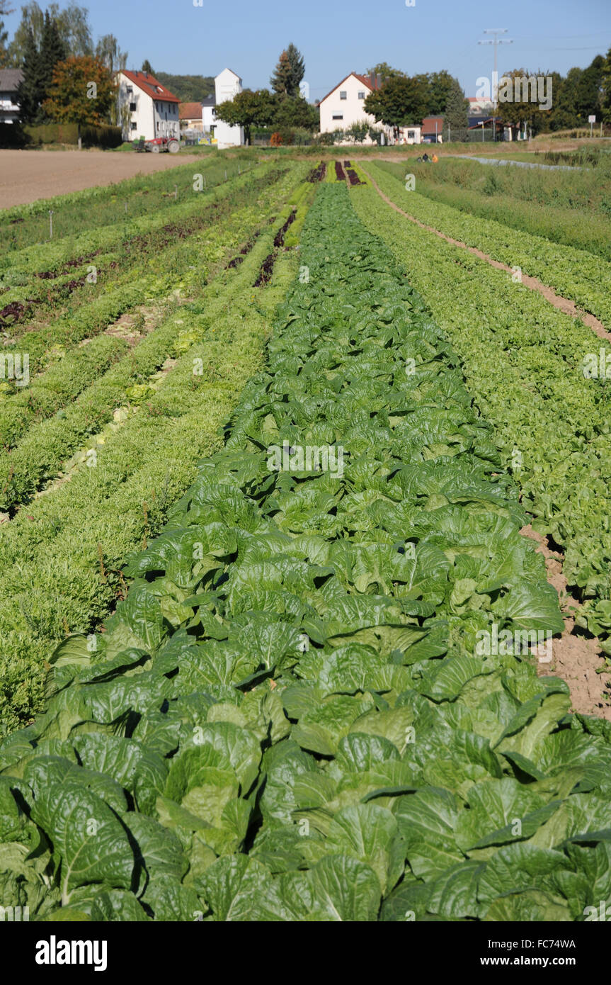 Napa cabbage Stock Photo