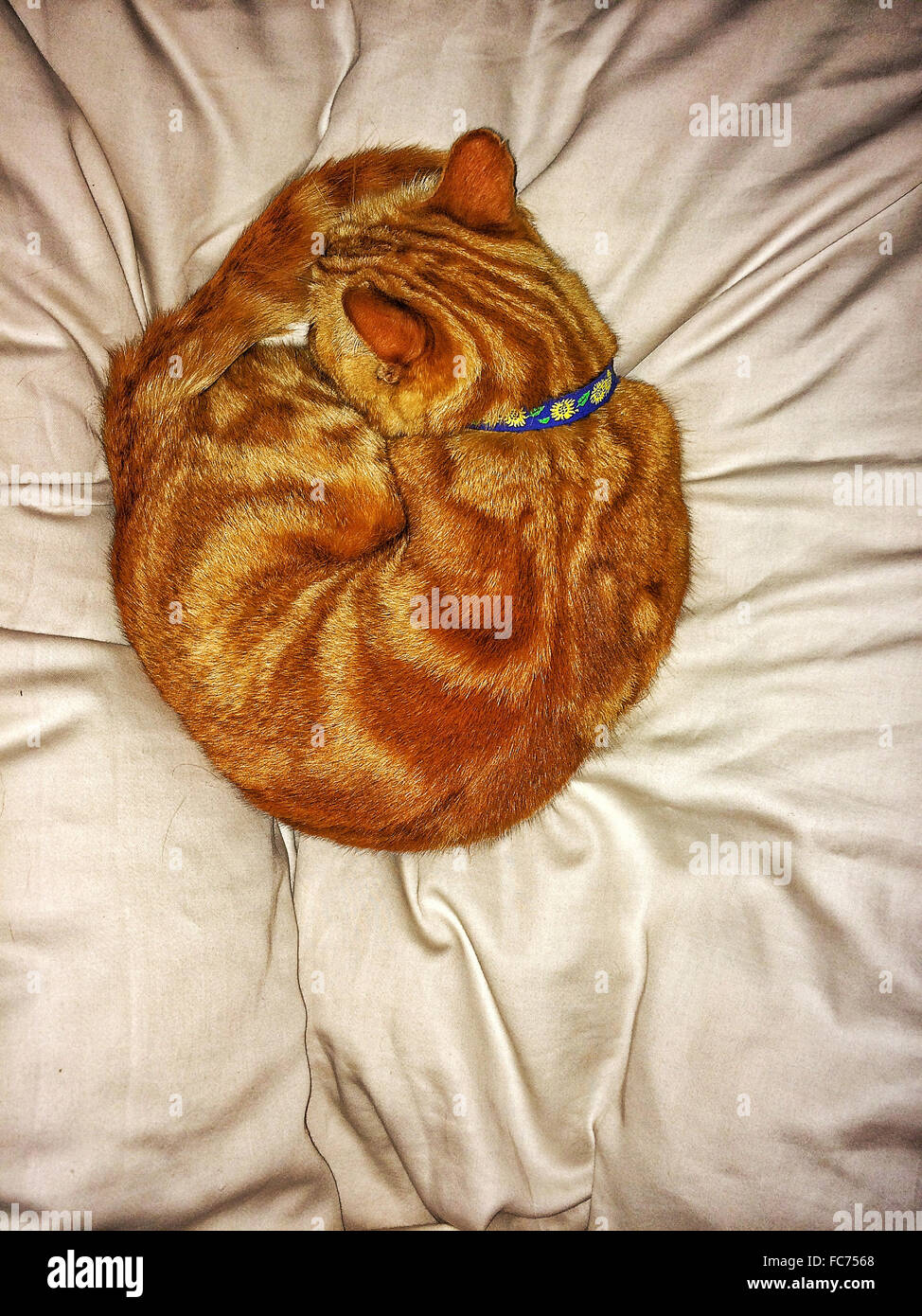 Cat curled up on bed - Smartphone Captured Stock Image