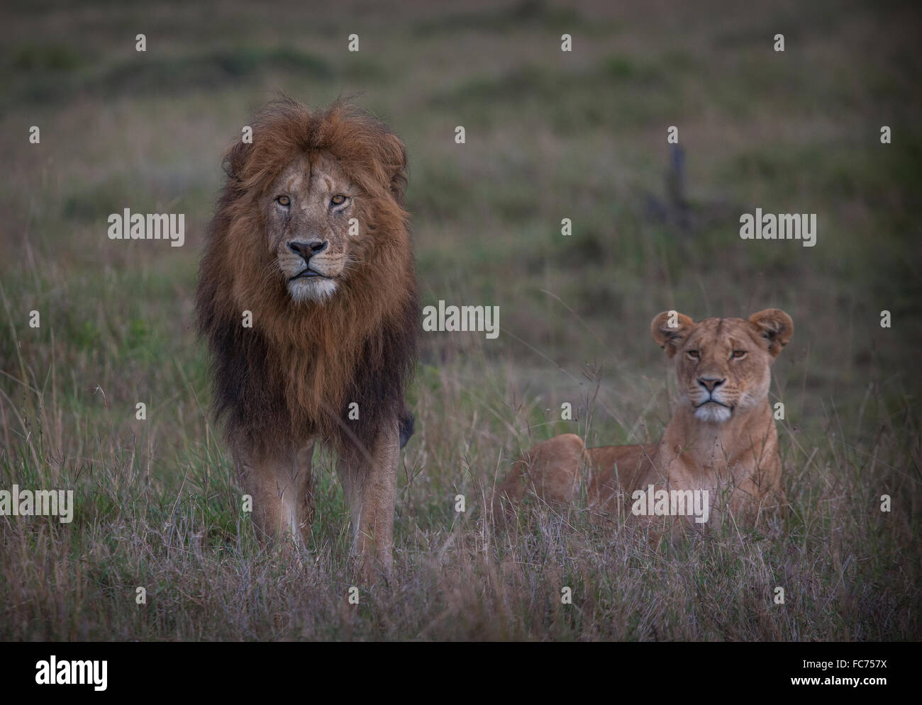 Lion and lioness in remote field Stock Photo