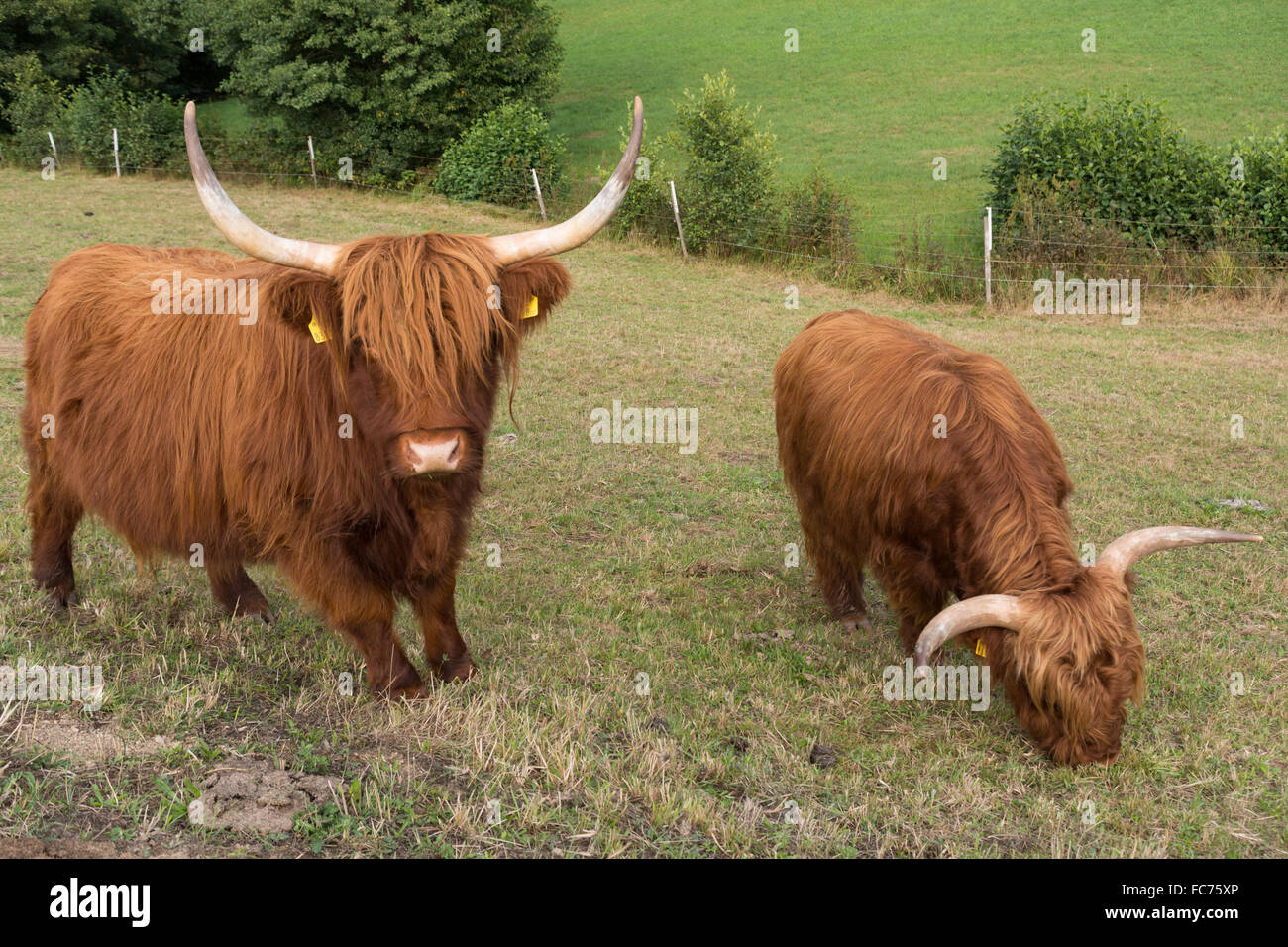 Highland cattle on a barren pasture Stock Photo
