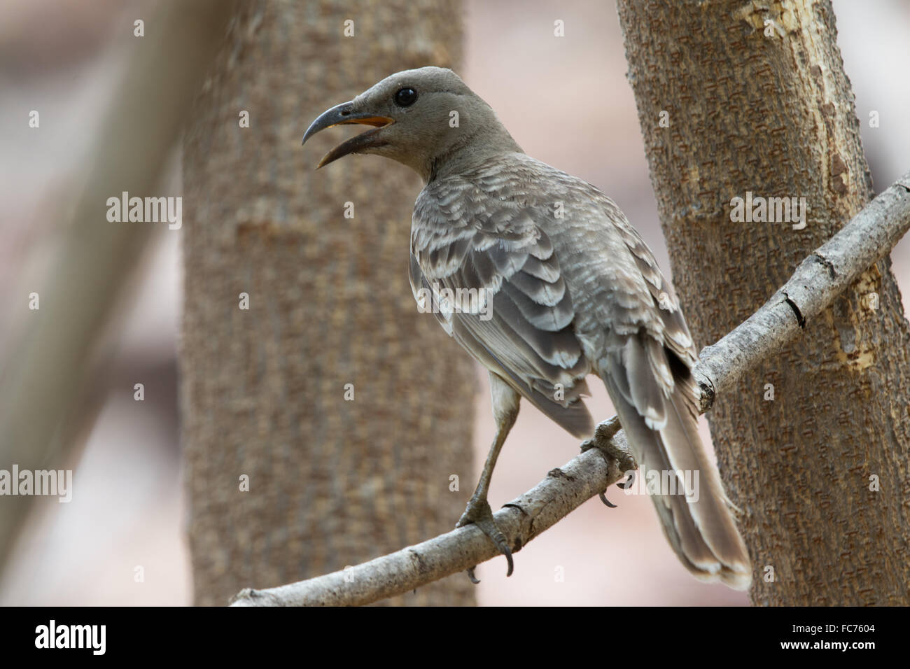 Great Bowerbird (Chlamydera nuchalis) Stock Photo