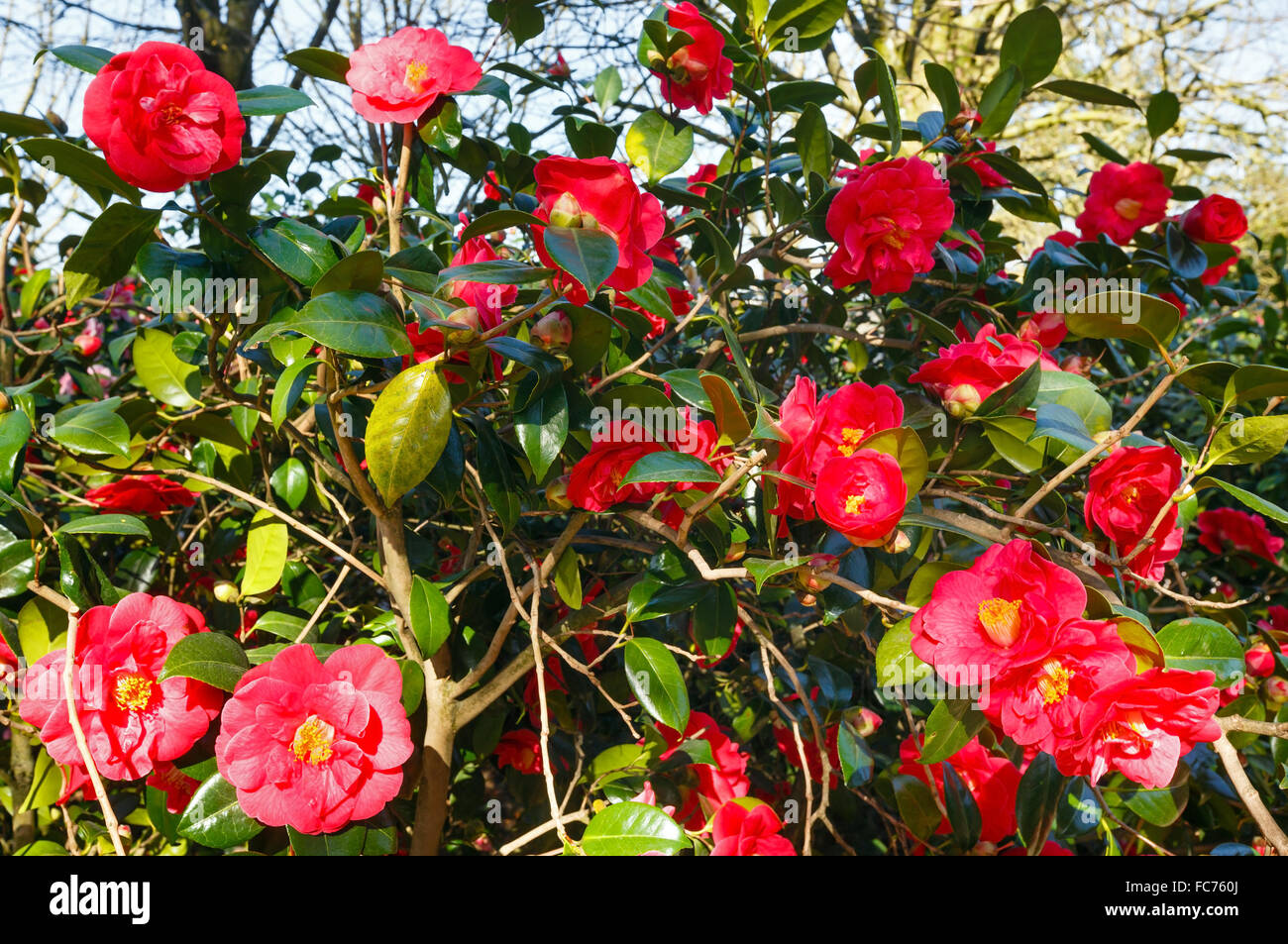 Blossoming Camellia bush with red flowers. Stock Photo