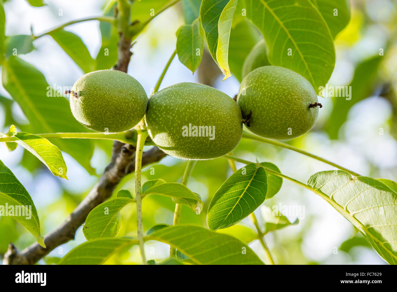 Walnuts growing on tree branches Stock Photo Alamy