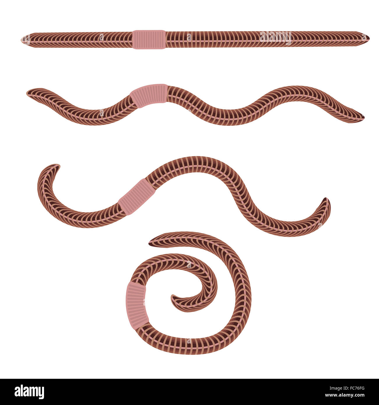 Animal Earth Red Worms Stock Photo Alamy