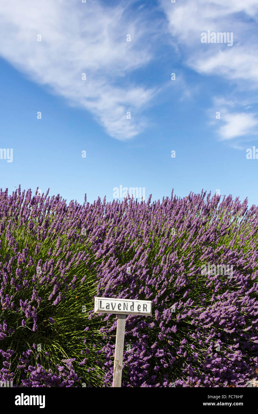 Sunny lavender field in full bloom against a vivid blue sky Stock Photo