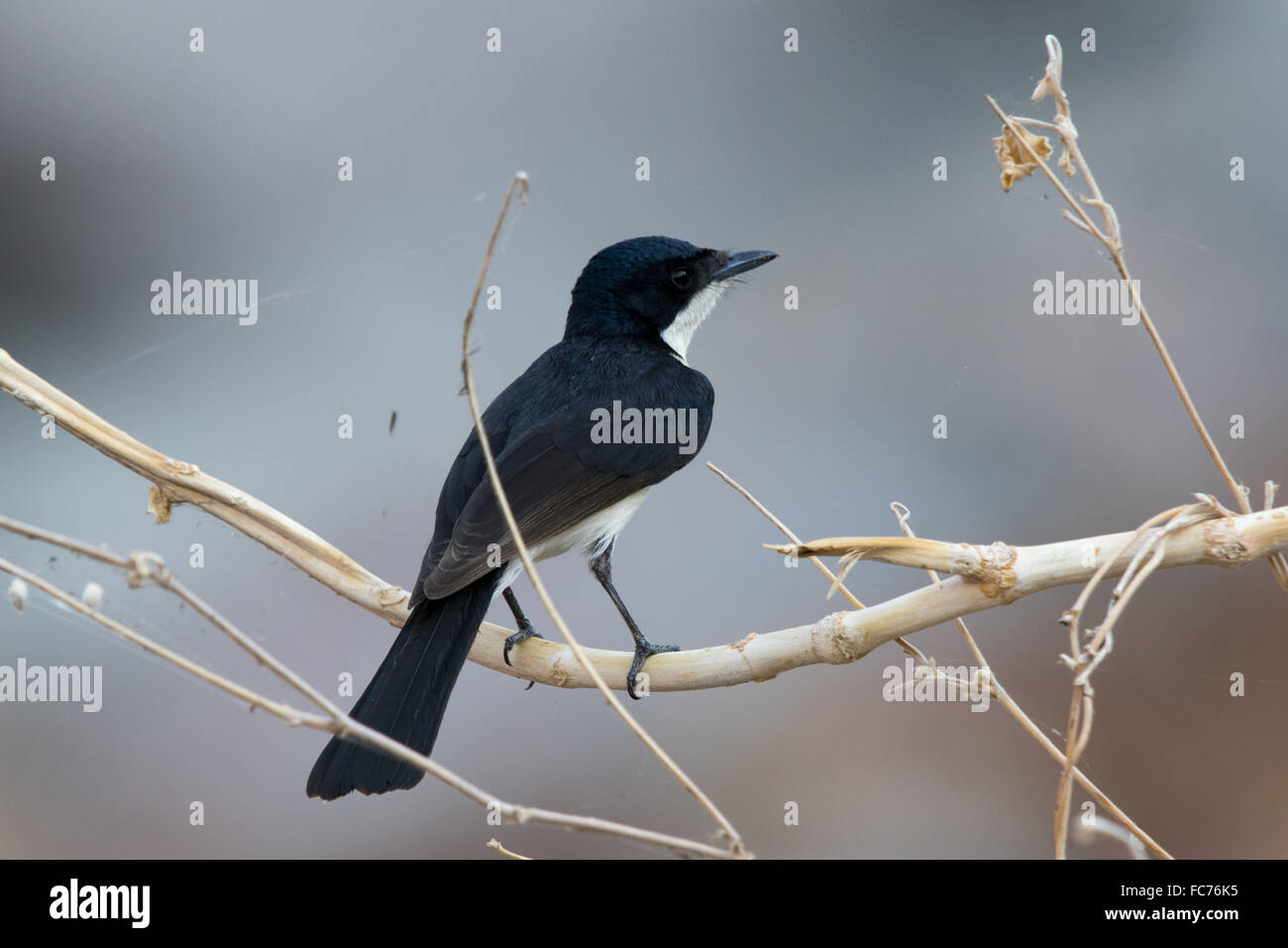 Paperbark flycatcher myiagra nana hires stock photography and images