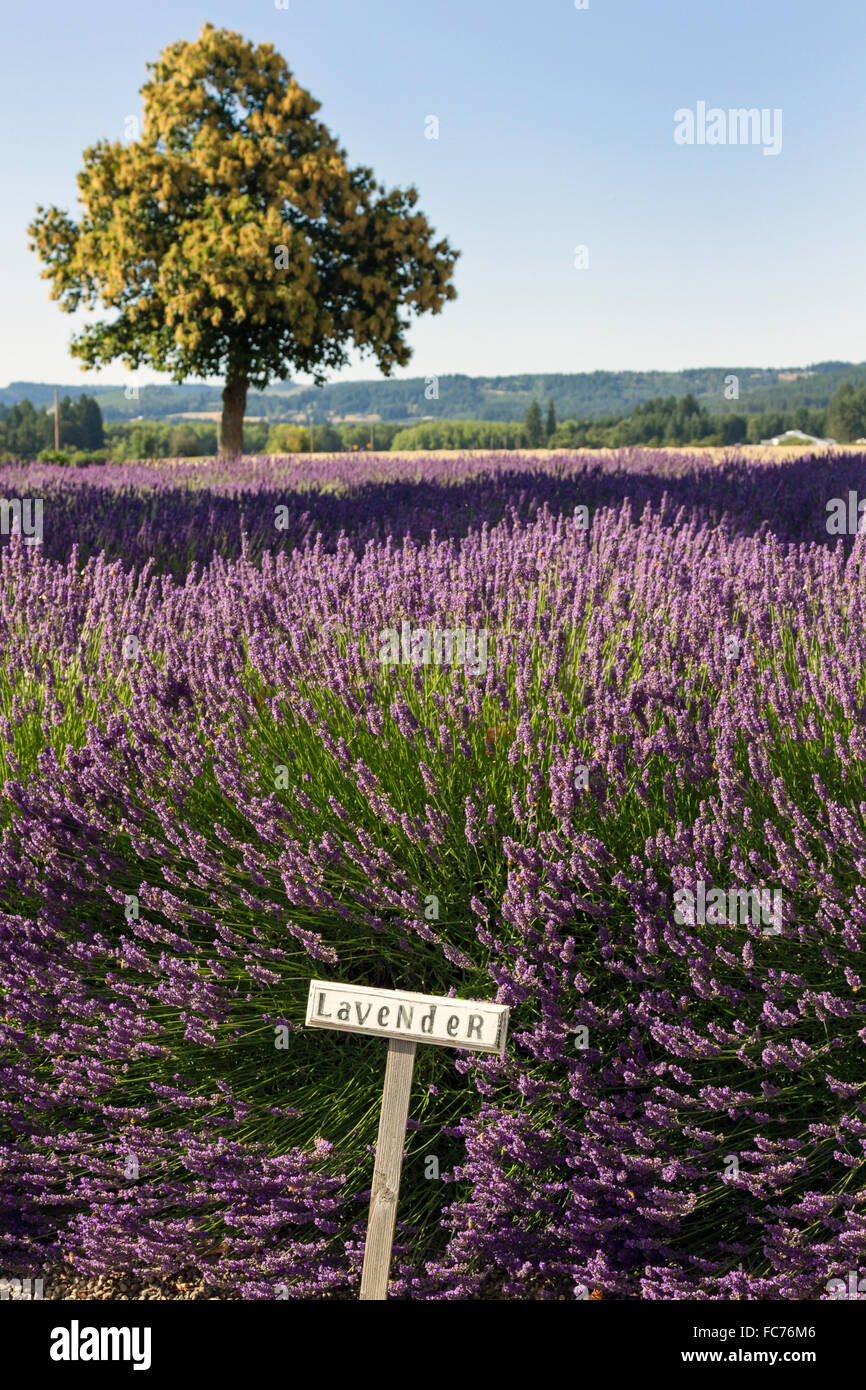 Beautiful lavender flowers in full hi res stock photography and images
