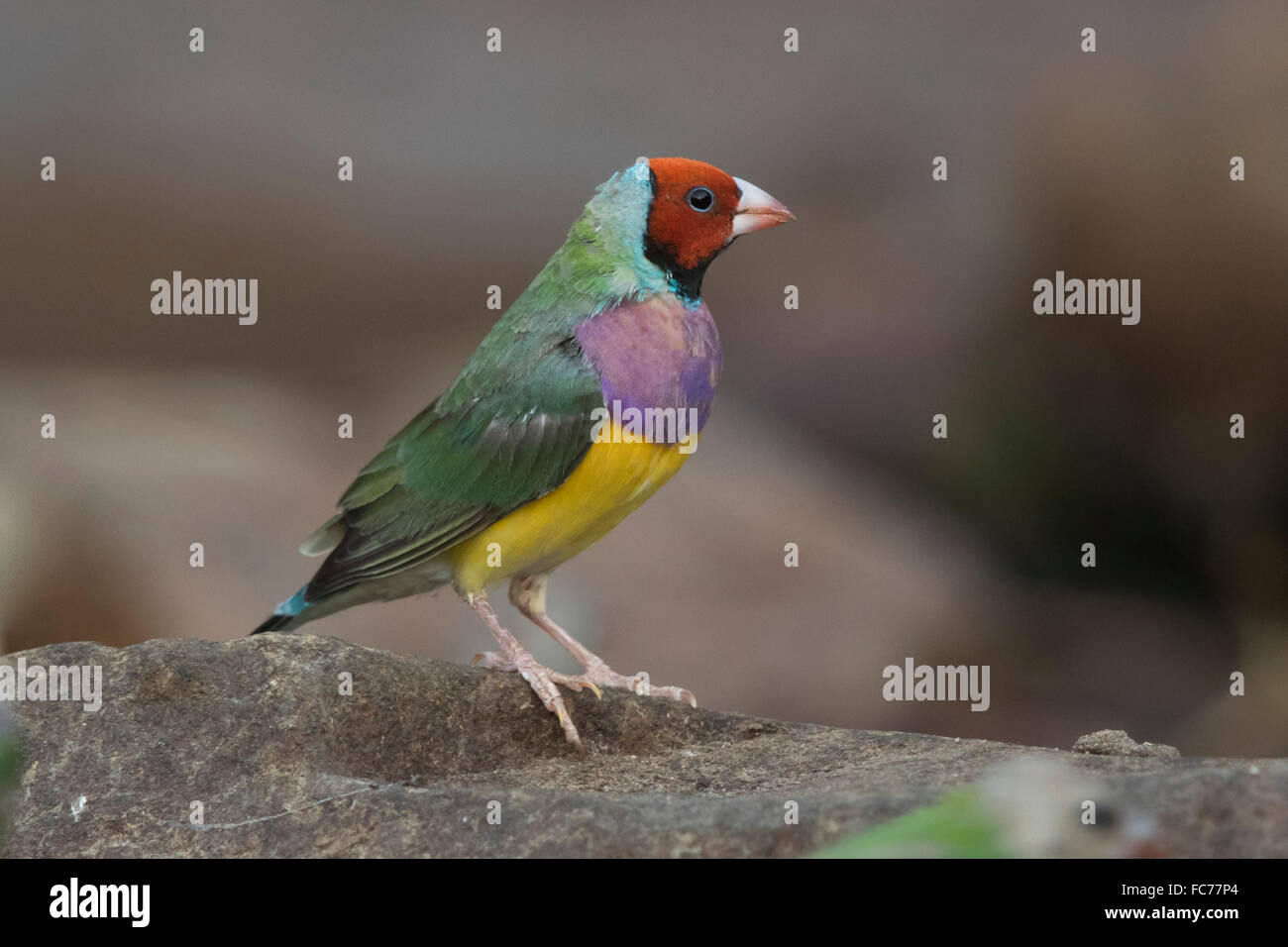 Red-faced Gouldian Finch (Erythrura gouldiae) Stock Photo