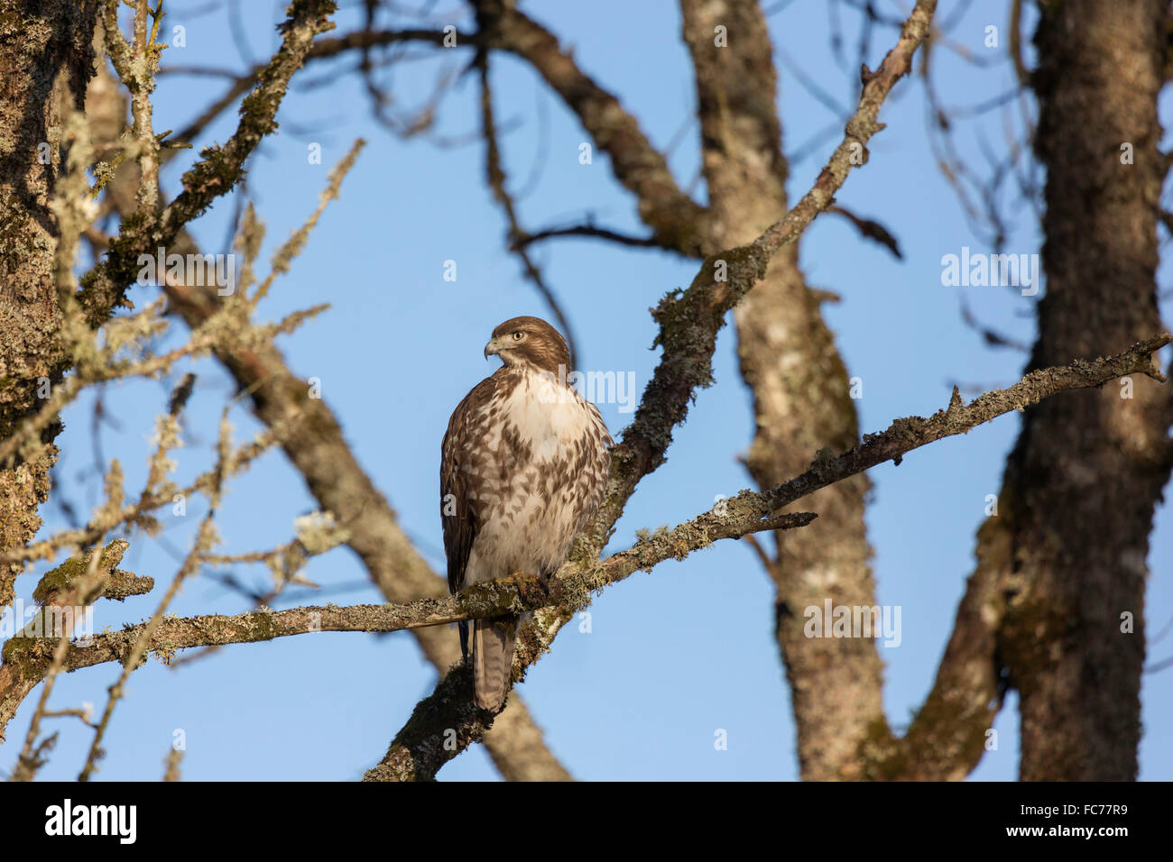 Red -tailed Hawk Stock Photo