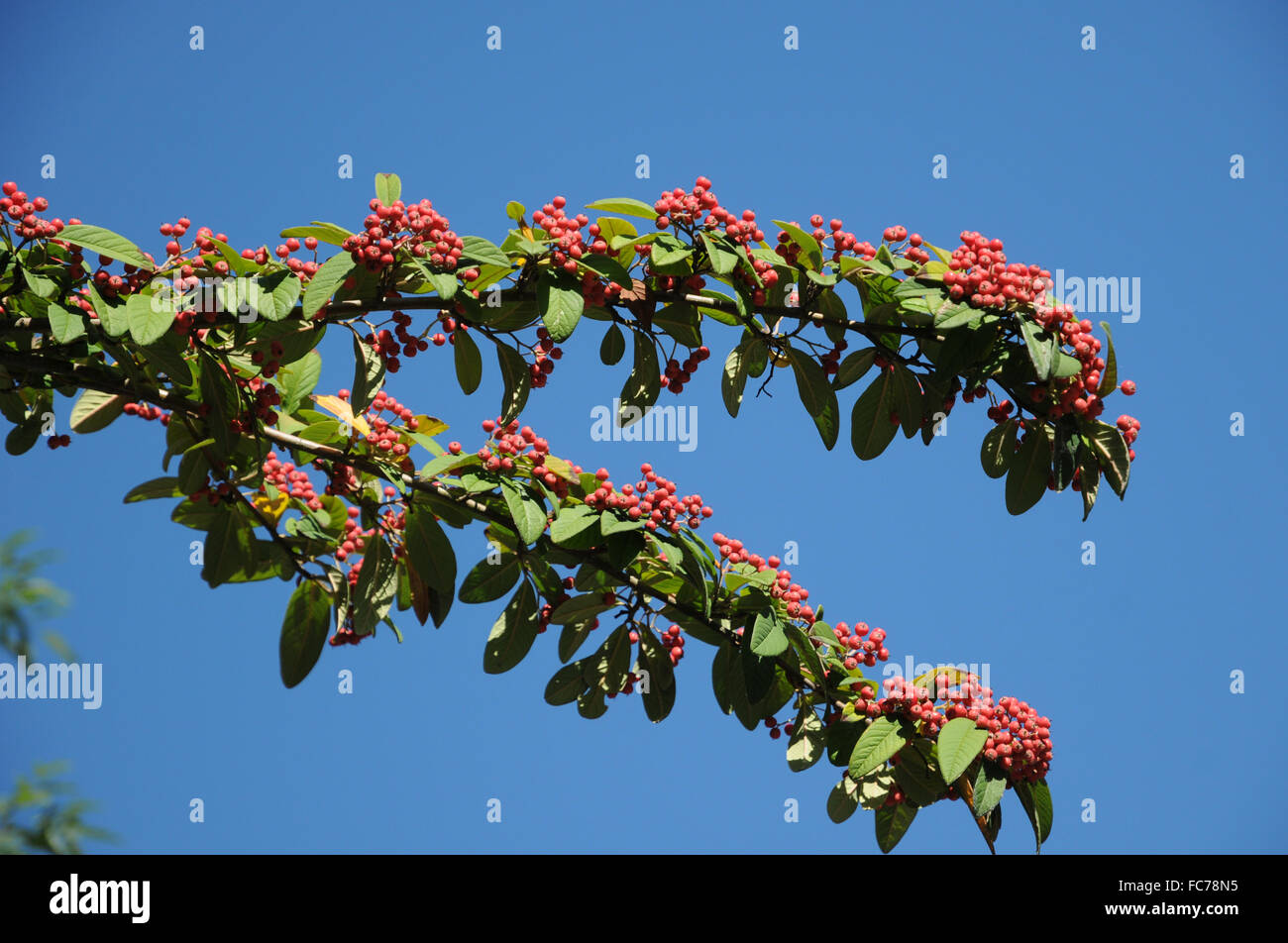 Hollyberry cotoneaster Stock Photo