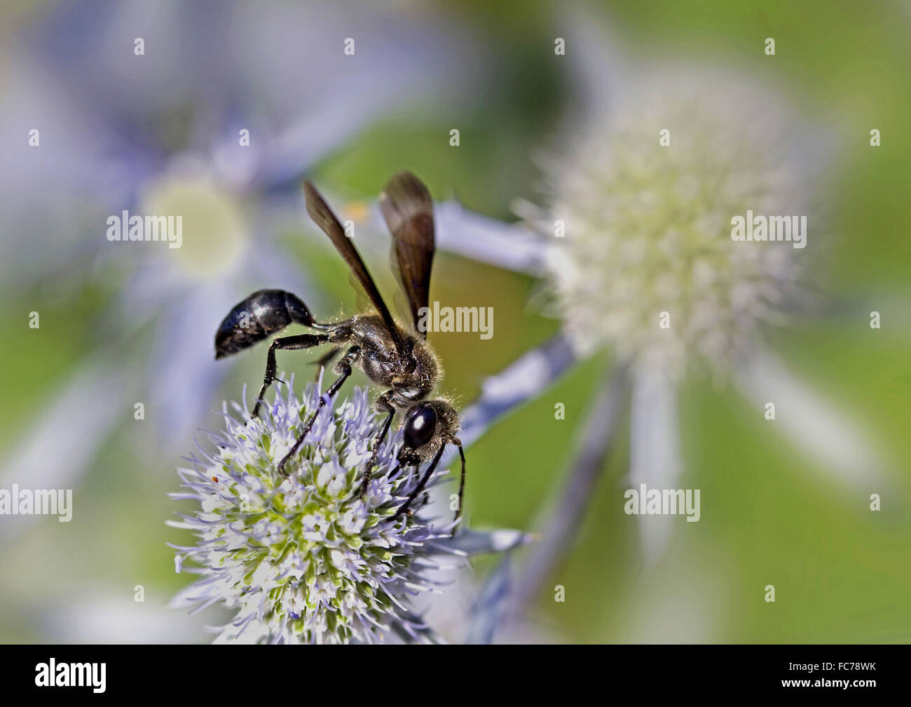 Grasscarrying wasp Stock Photo Alamy