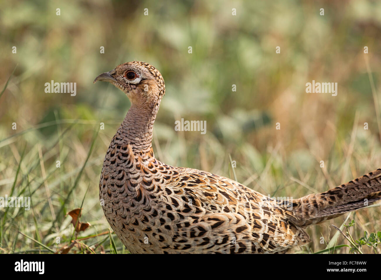 Female Ring-necked Pheasant Stock Photo