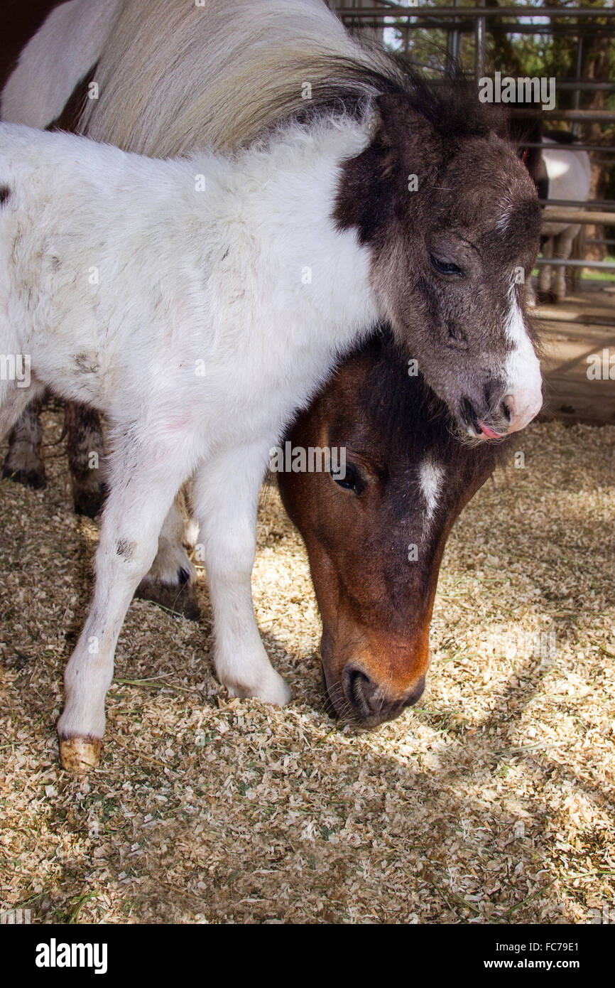 Newborn filly with her mother Stock Photo - Alamy