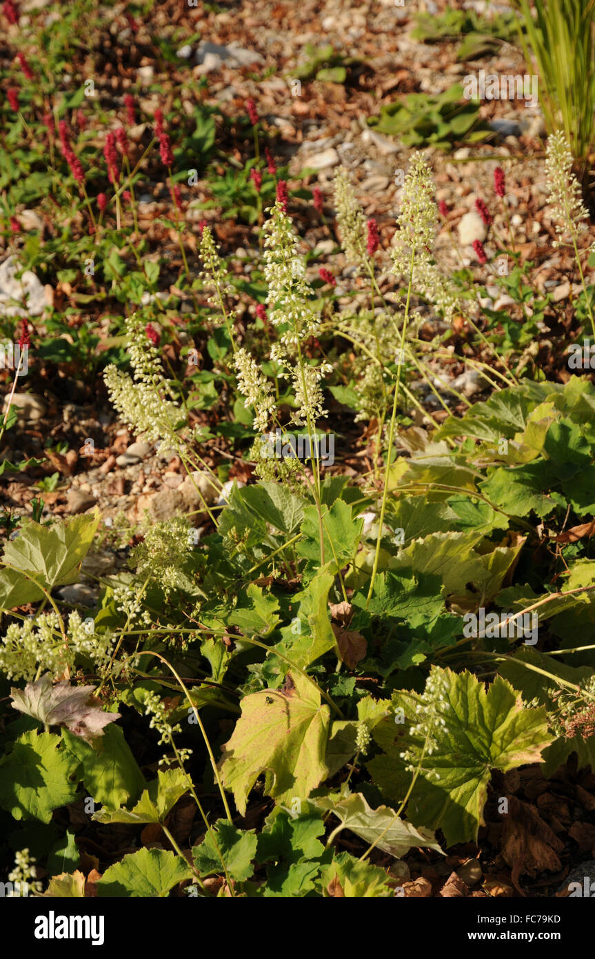 Hairy alum root Stock Photo Alamy