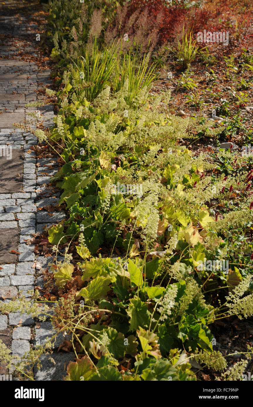 Alum root hires stock photography and images Alamy