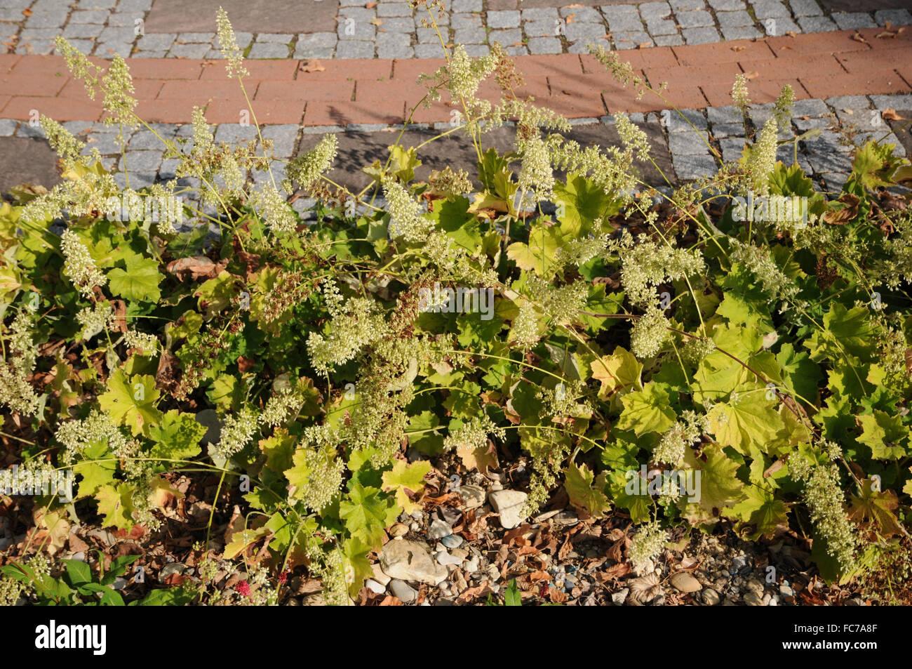 Hairy alum root Stock Photo Alamy