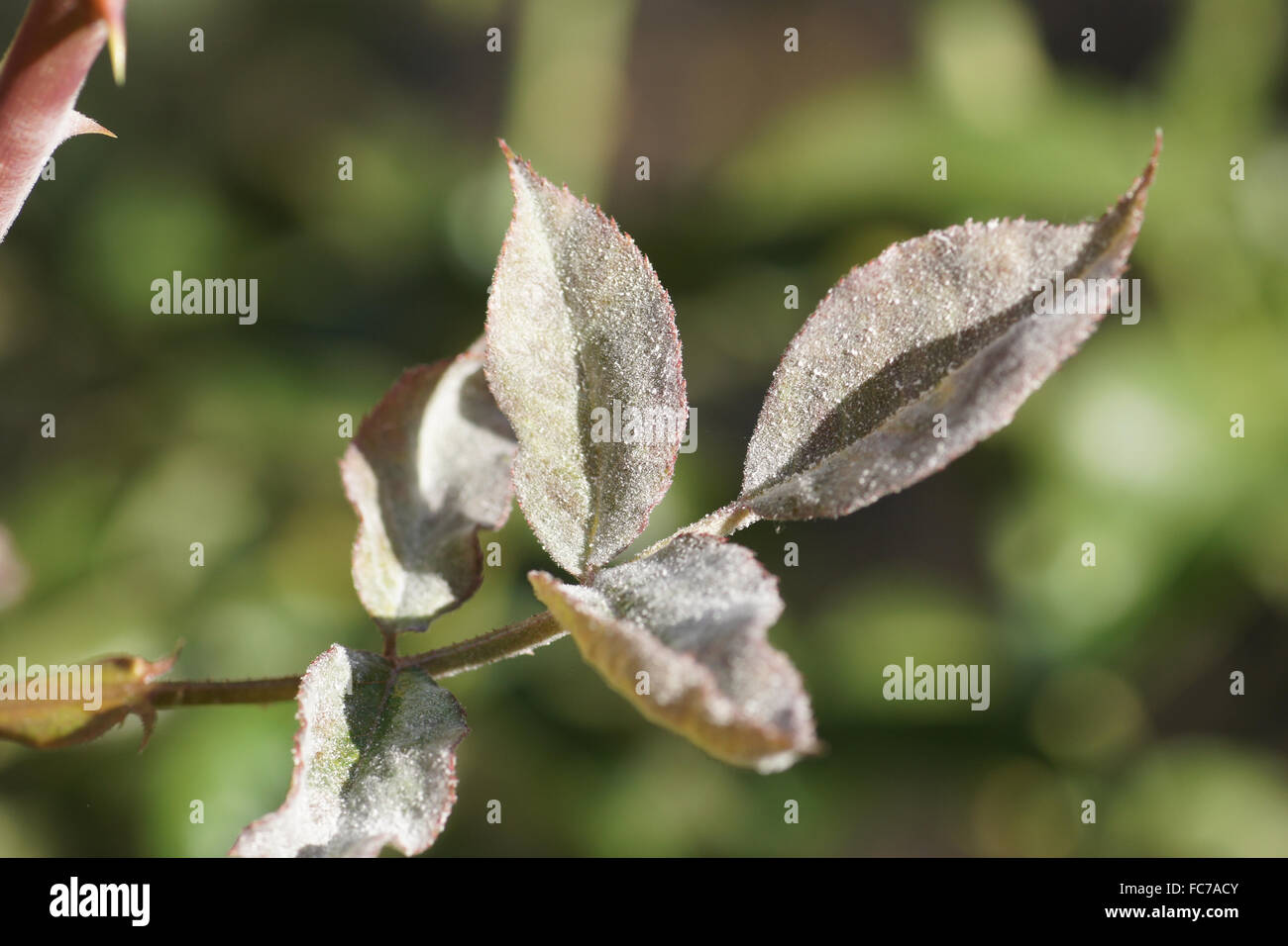 Powdery mildew of rose Stock Photo Alamy