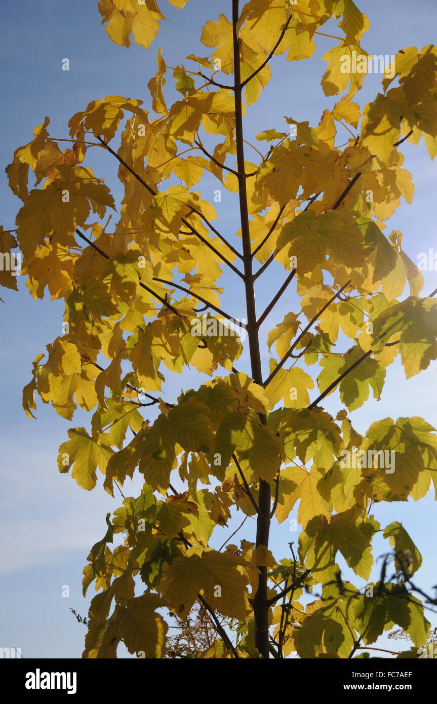 Sycamore maples hires stock photography and images Alamy