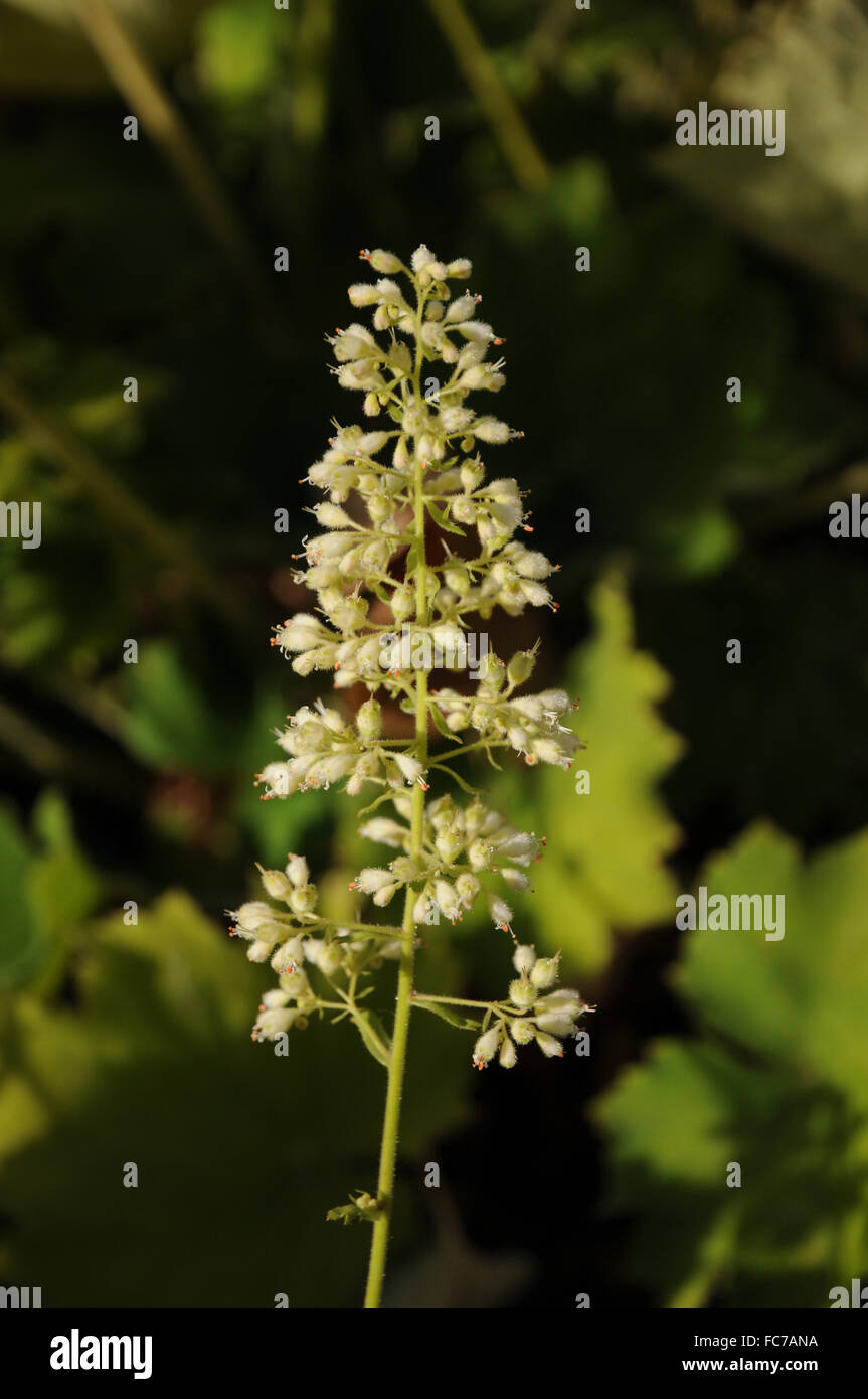 Hairy alum root Stock Photo Alamy