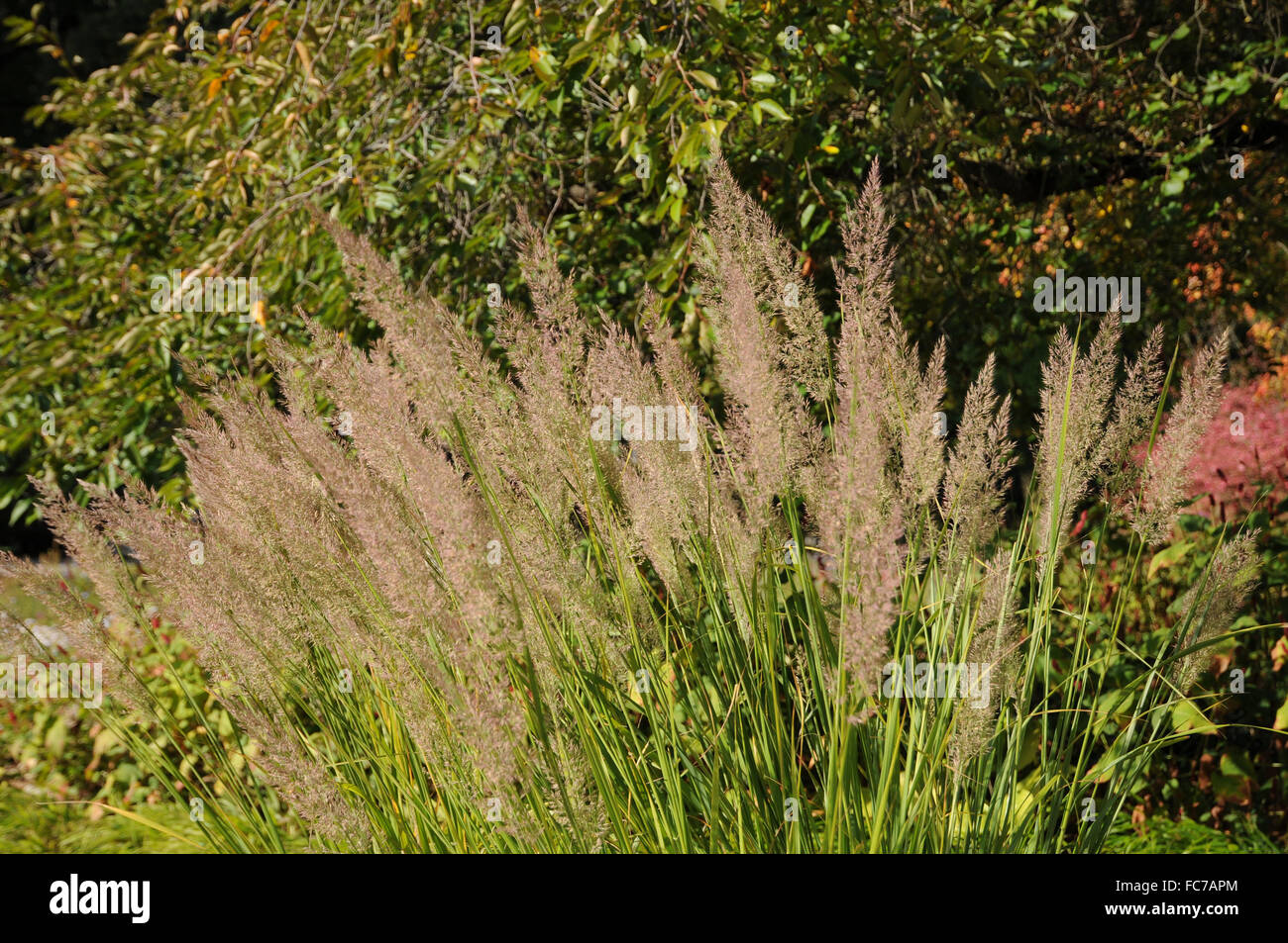 Korean feather reed grass Stock Photo