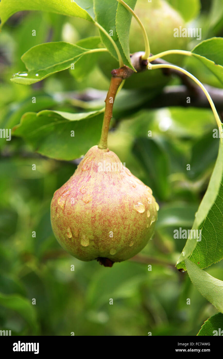 Ripe pears on a branch Stock Photo - Alamy