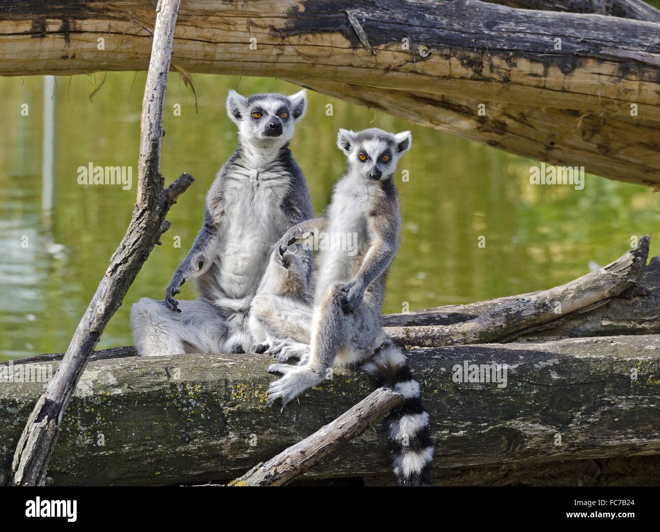 ring-tailed lemurs sitting upright Stock Photo