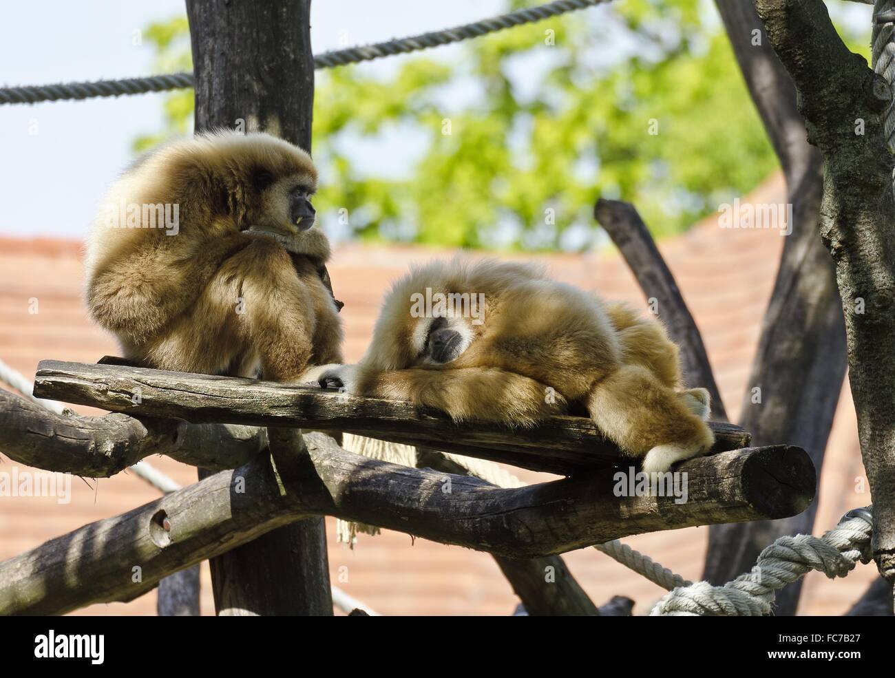sleeping and watchful white-handed gibbons Stock Photo
