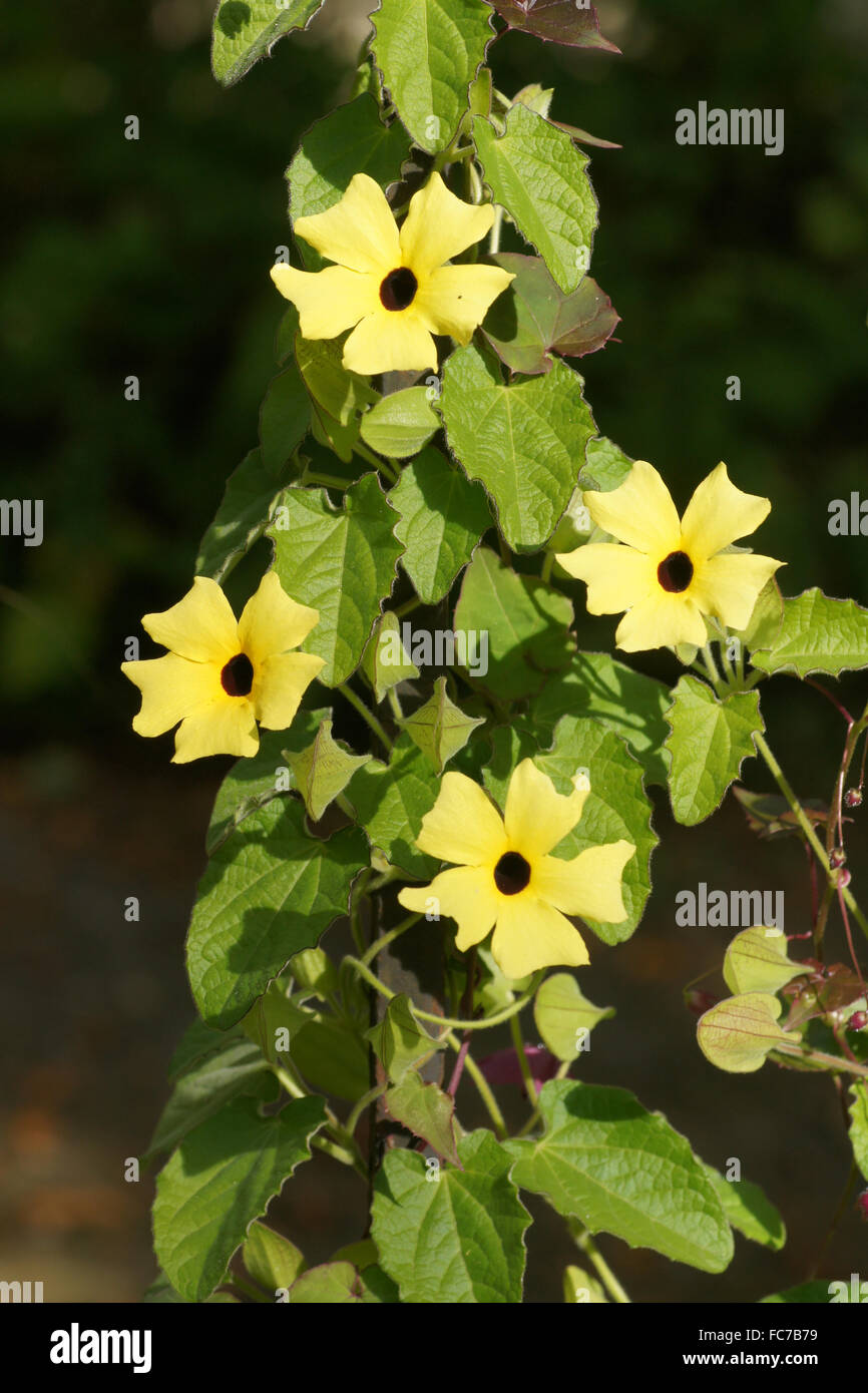 Blackeyed susan vine Stock Photo Alamy