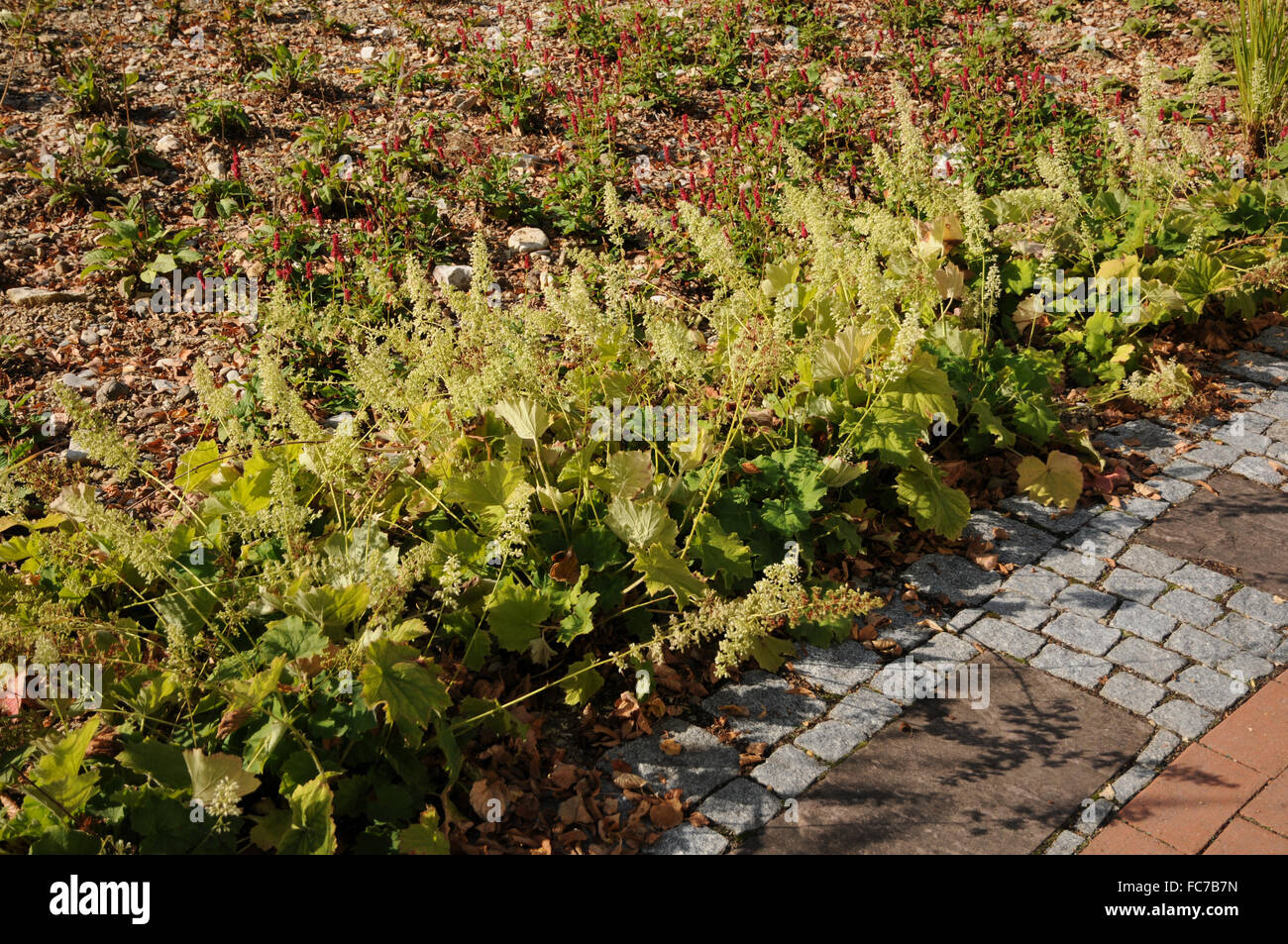 Hairy alum root Stock Photo Alamy