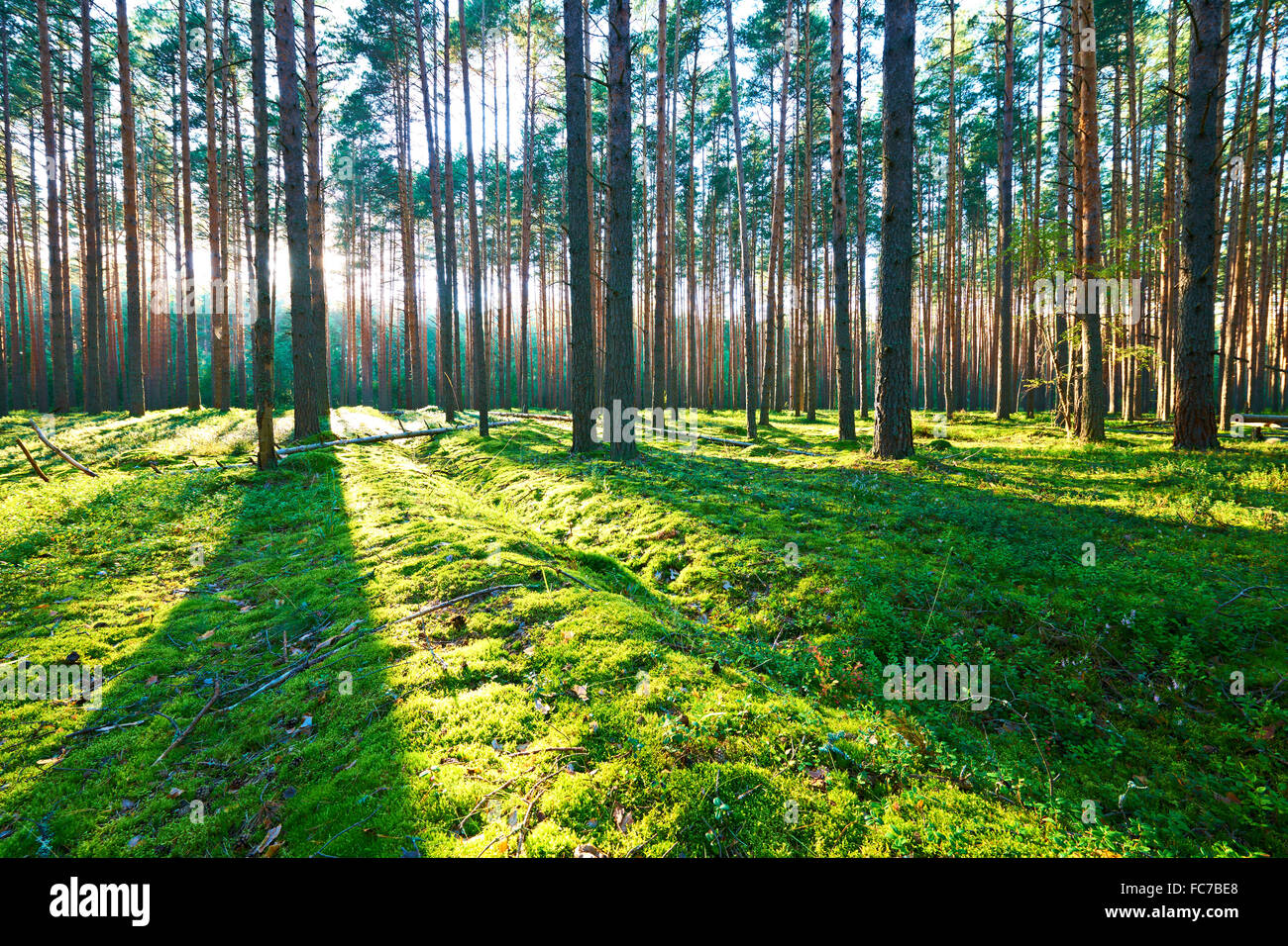 Sunrise in pine forest Stock Photo - Alamy