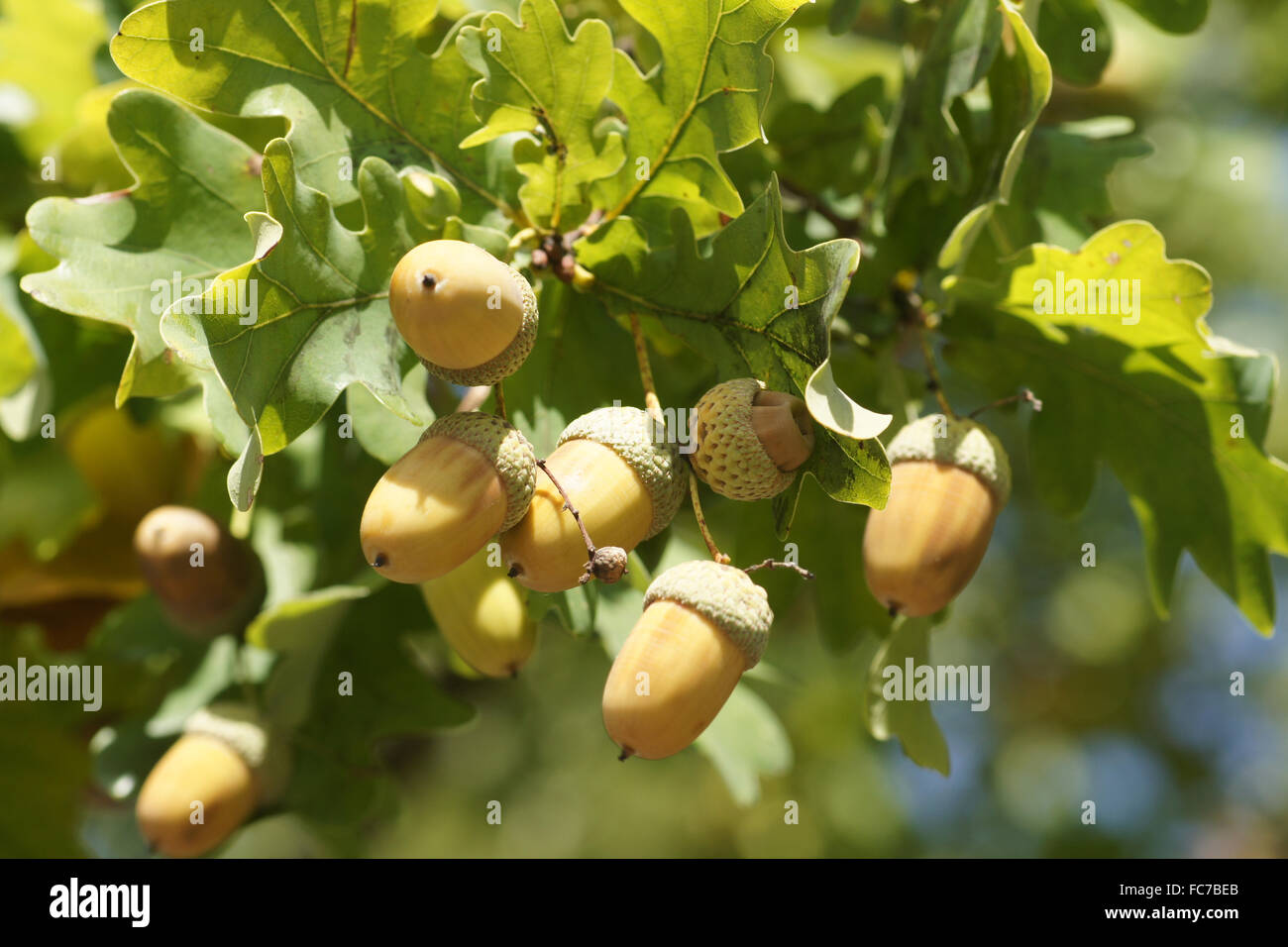 German oak Stock Photo Alamy