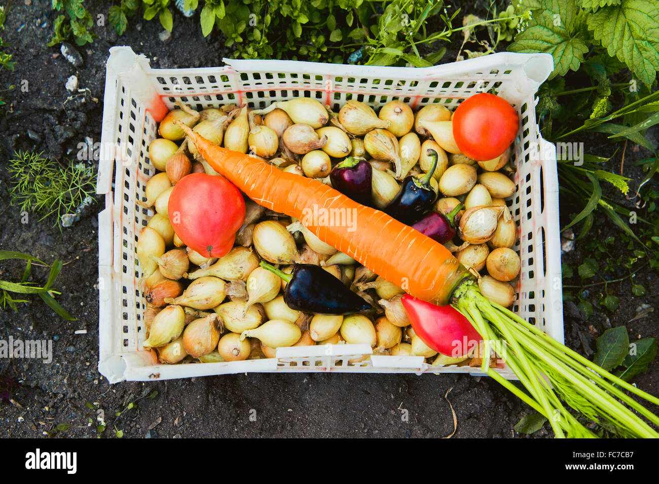 Bucket of vegetables in garden Stock Photo Alamy