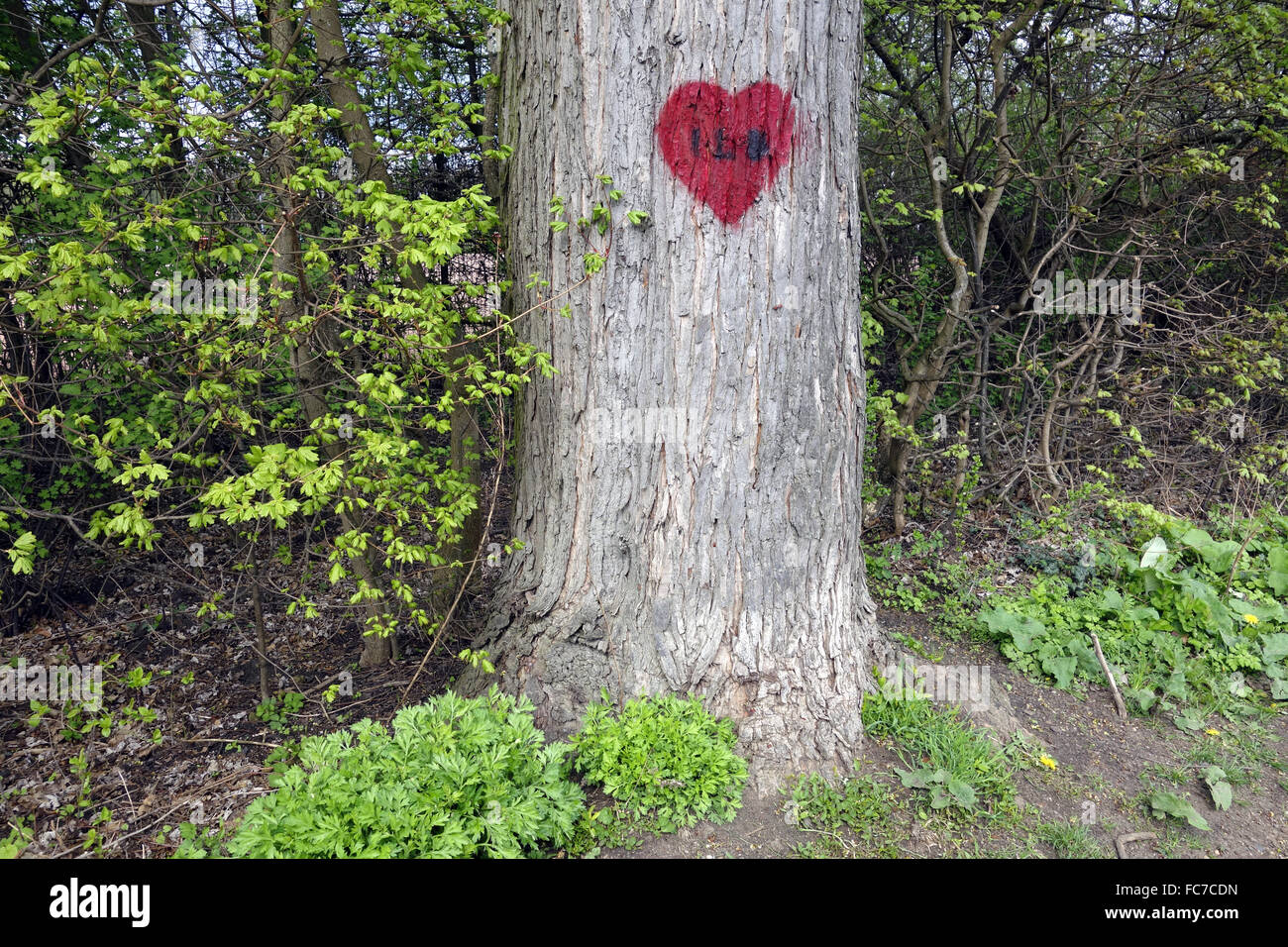 Heart carved into the tree Stock Photo