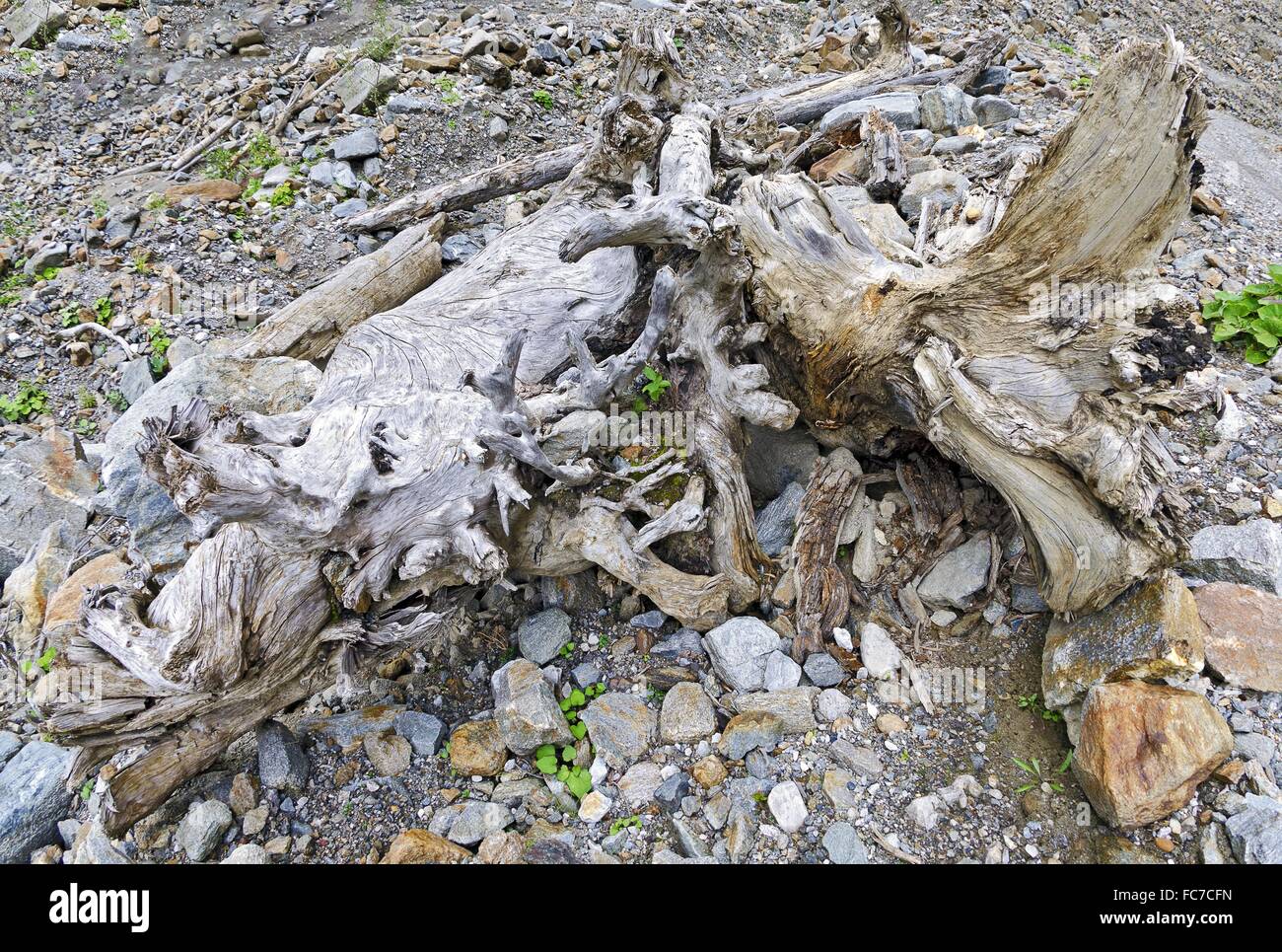 To weather beaten hires stock photography and images Alamy