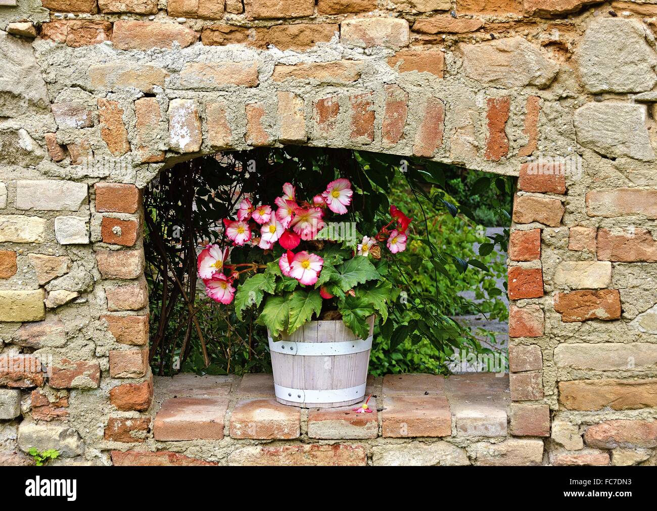 wooden bucket with flowering begonia Stock Photo