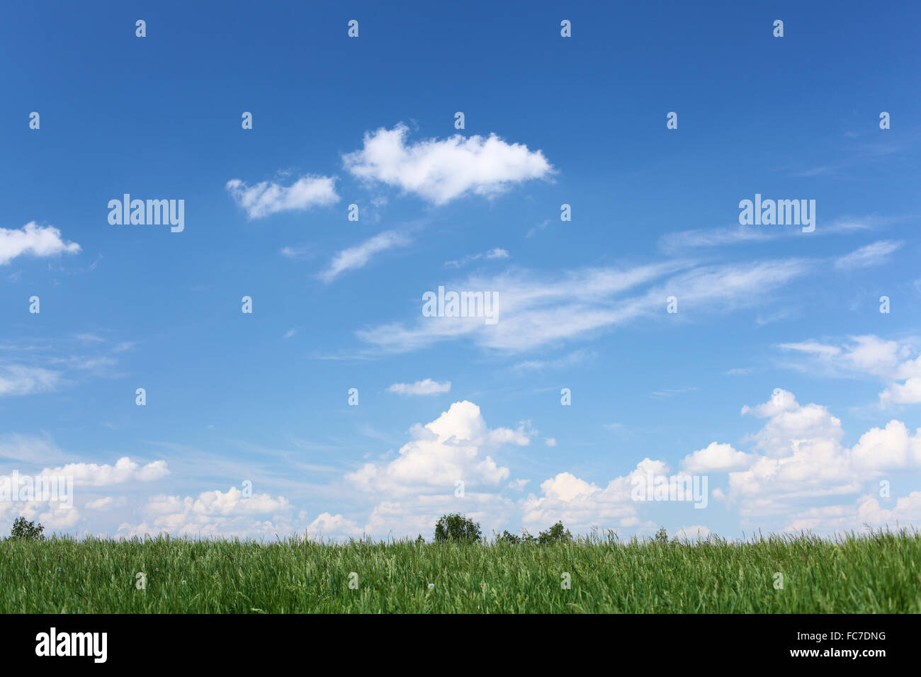 summer landscape of green grass meadow and blue sunny sky Stock Photo ...