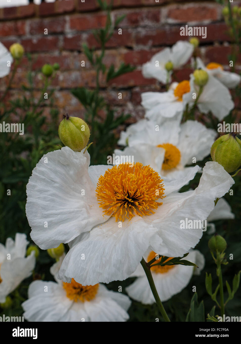 White Poppy High Resolution Stock Photography and Images - Alamy