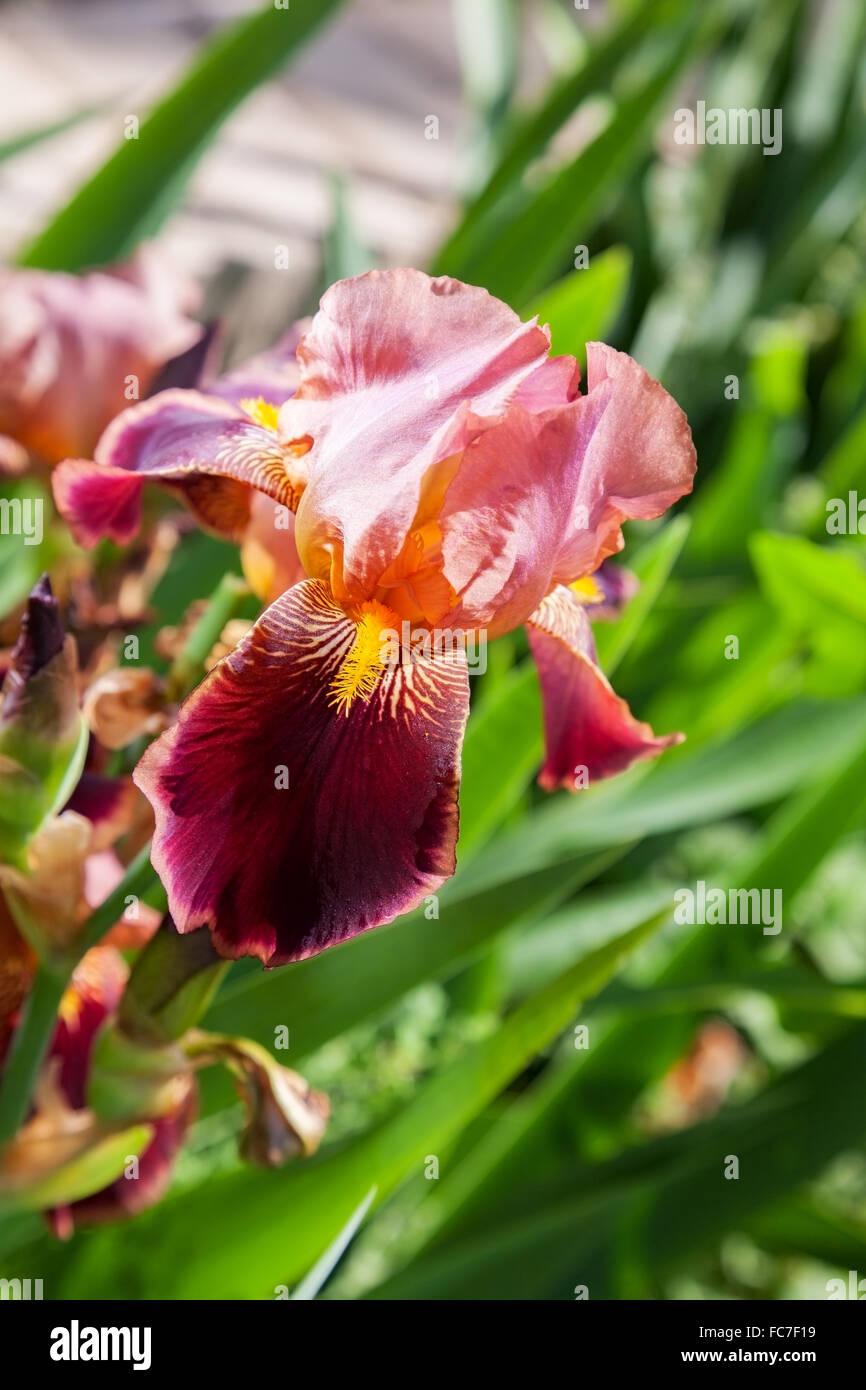 beautiful flower iris closeup. orange Stock Photo