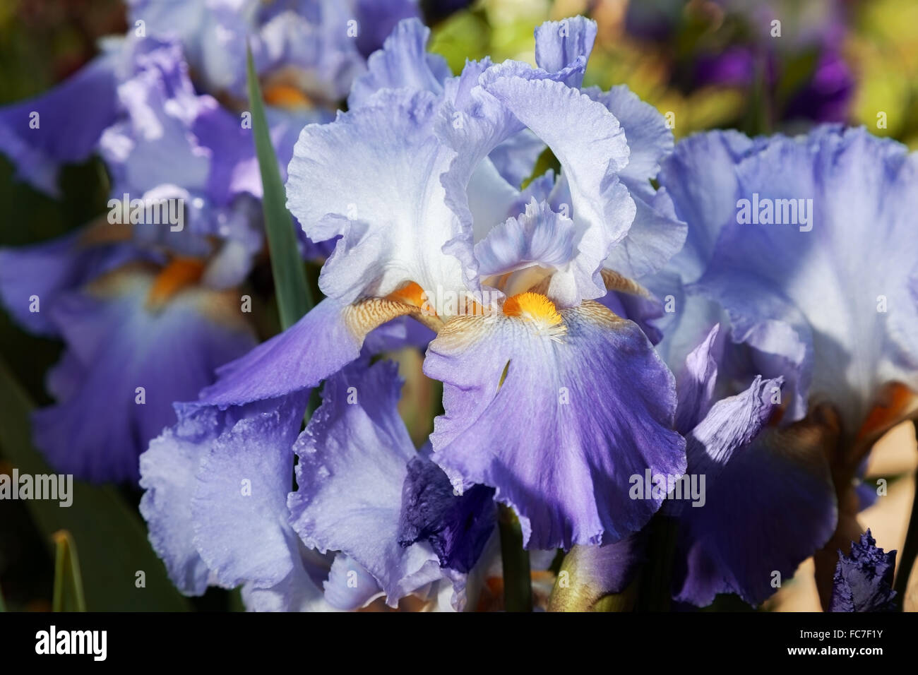 beautiful flower iris closeup. blue Stock Photo
