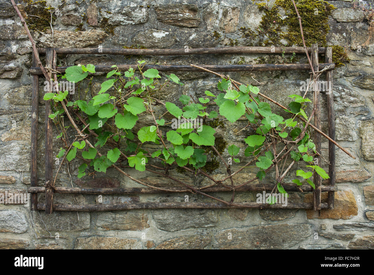 Ivy growing from hole in stone wall Stock Photo