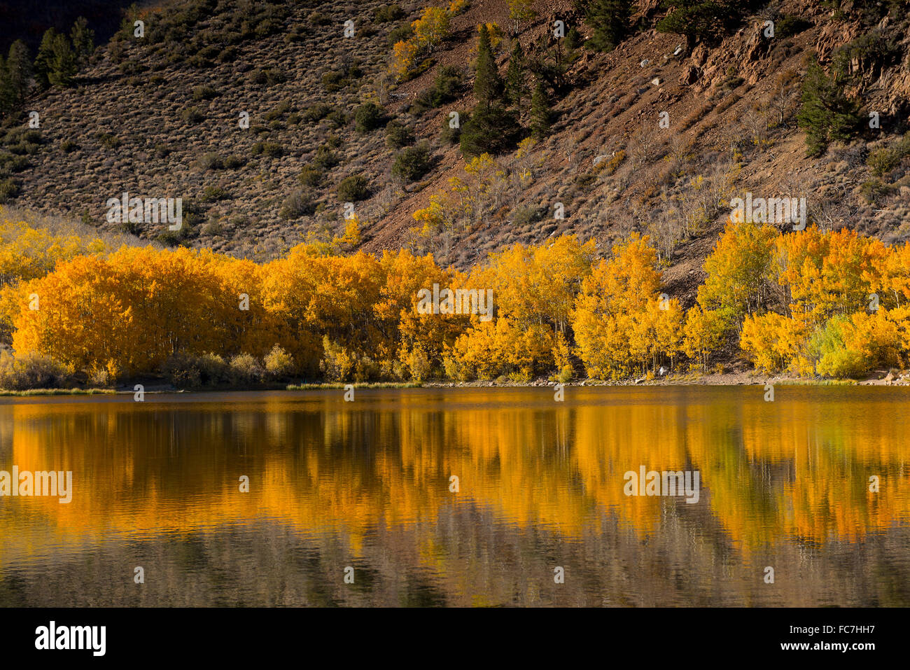 Autumn trees and hillside reflecting in lake Stock Photo - Alamy