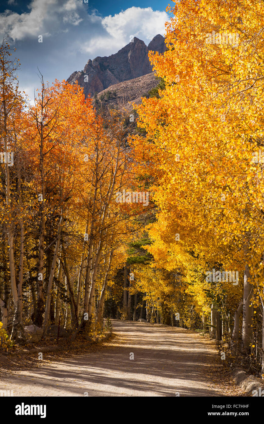 Autumn trees over dirt path Stock Photo